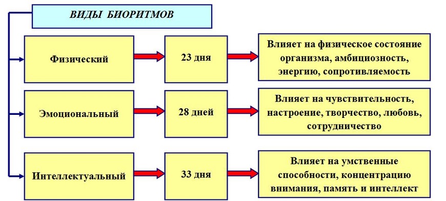 биоритмы картинки